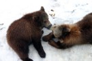 Bear Cubs In New Bear Enclosure, Bern